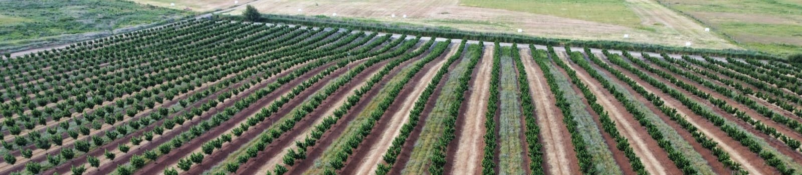 Imagen de campos agrícolas