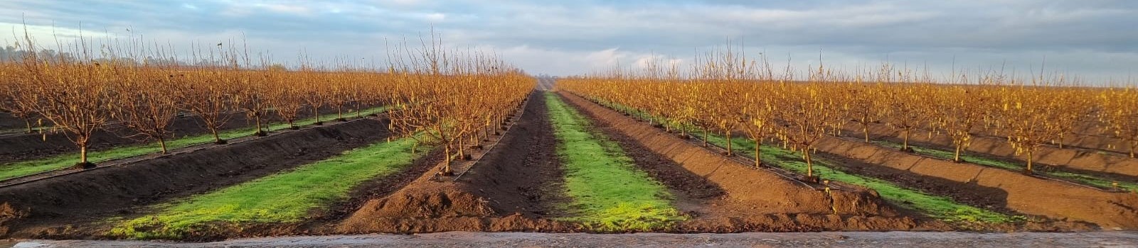 Imagen de campos agrícolas